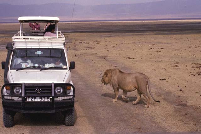 Lion approaches safari van