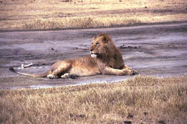 Male lion resting near the road