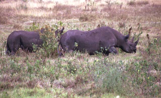 Rhinoceros and baby