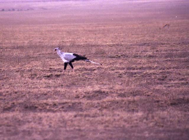 Secretary Bird