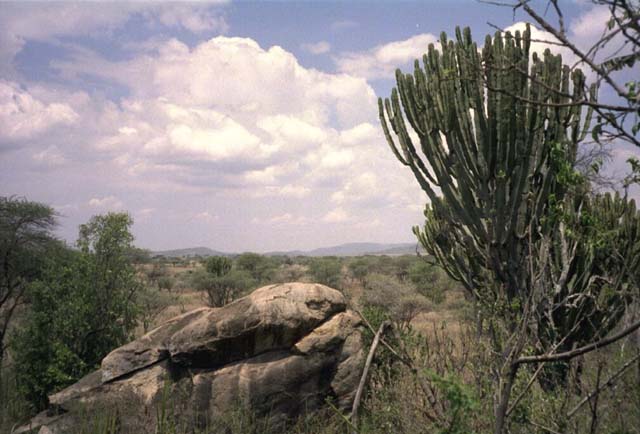 Candelabra tree