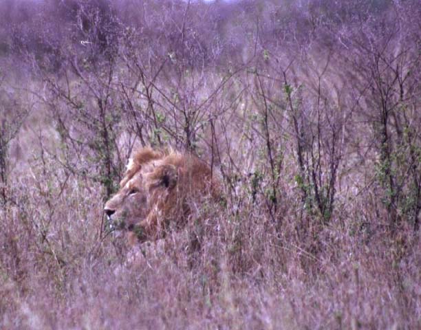 Male lion