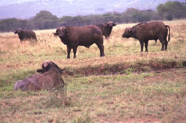 African Buffalo