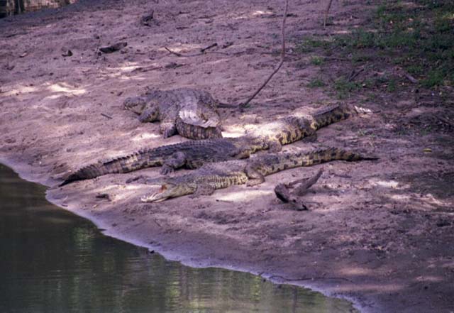 Nile Crocodiles