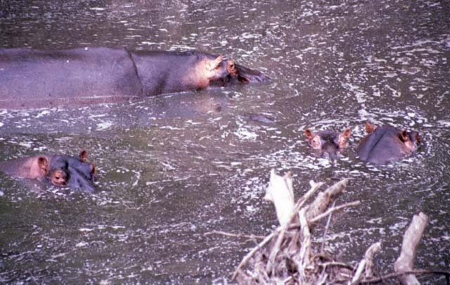 Hippos