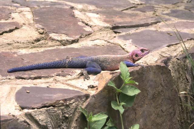 Agama lizard