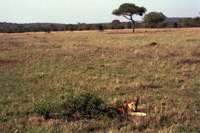 Lion cub