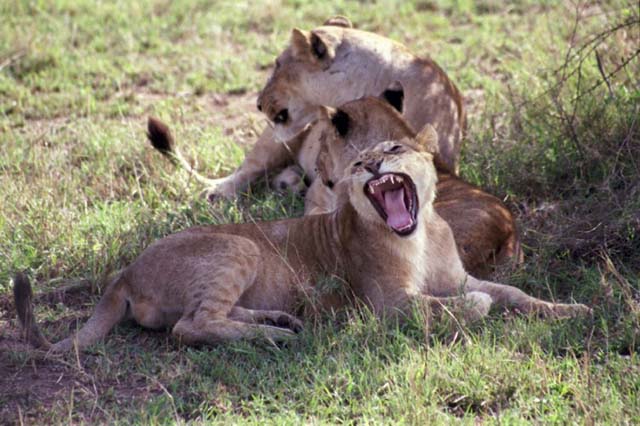 Lioness & cubs