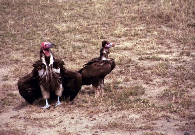 Vultures awaiting their turn