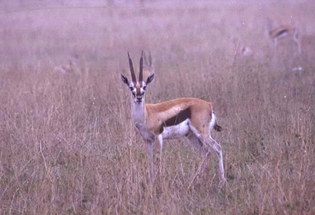 Thomson's Gazelle