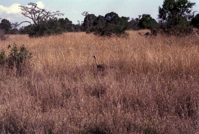 Black-bellied Bustard