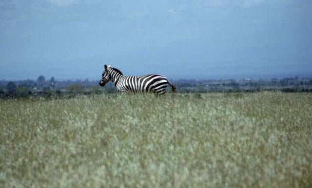 Burchell's Zebra