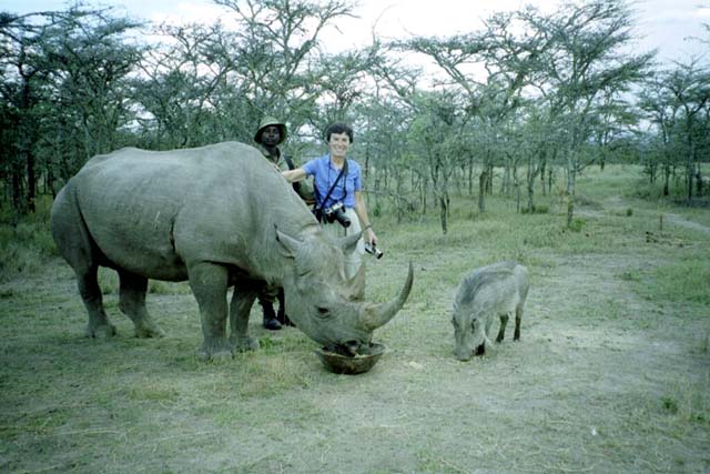 Morani, the "tame" rhino