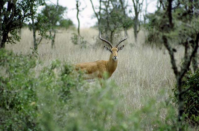 Male Impala