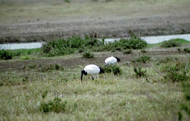 Sacred Ibis