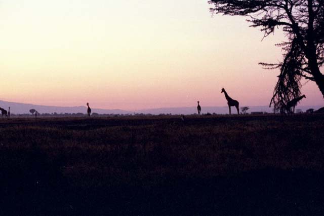 Giraffes at sunrise