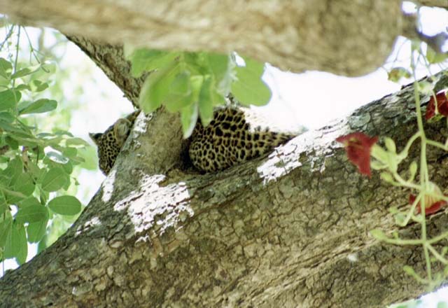 Leopard in tree