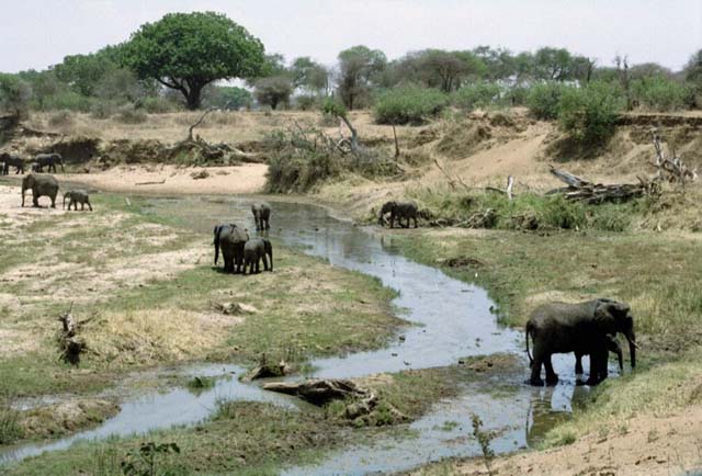 Elephant herd