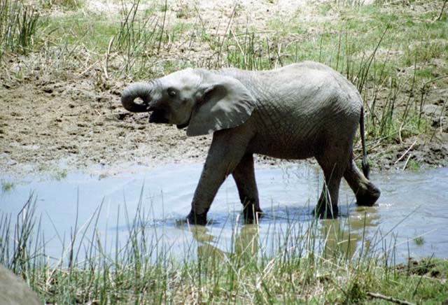 Baby elephant