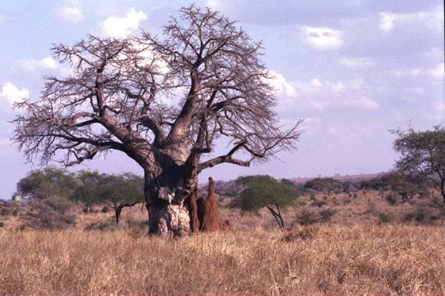 Baobab tree and termite mound