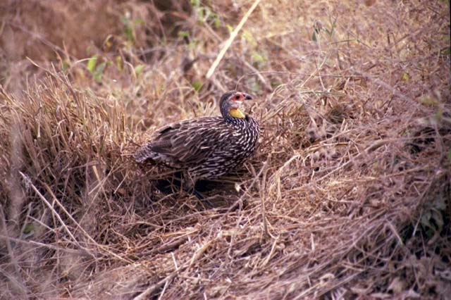 Yellow-necked spurfowl