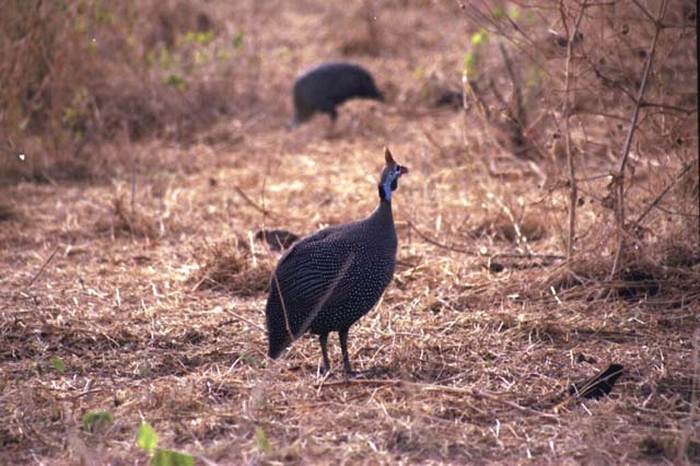 Helmeted Guineafowl