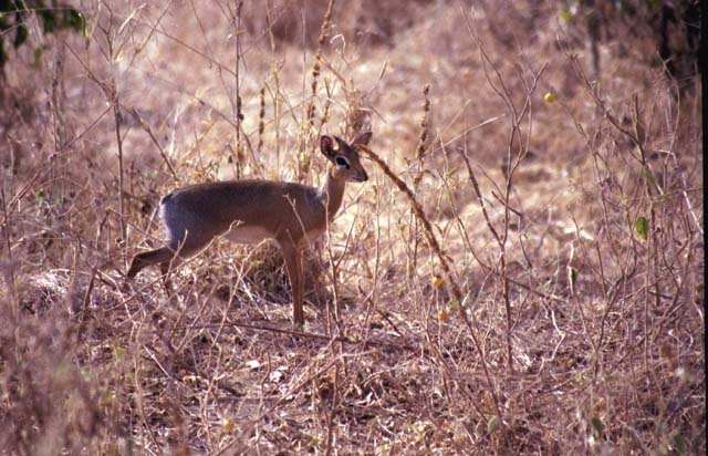 Dik-dik