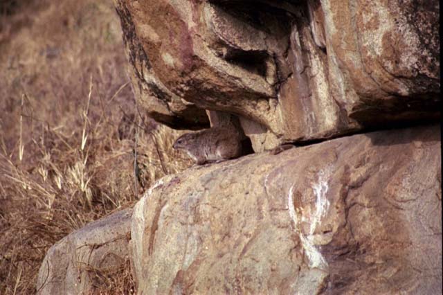 Rock Hyrax