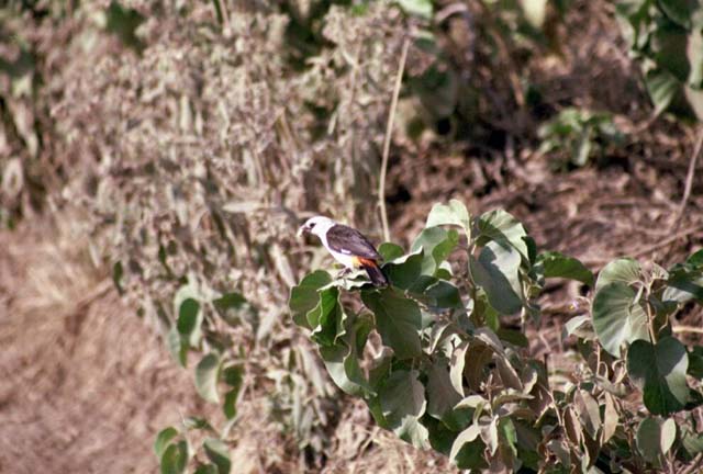 White-headed Buffalo Weaver