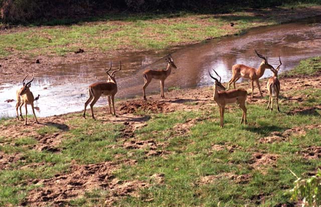 Male Impala