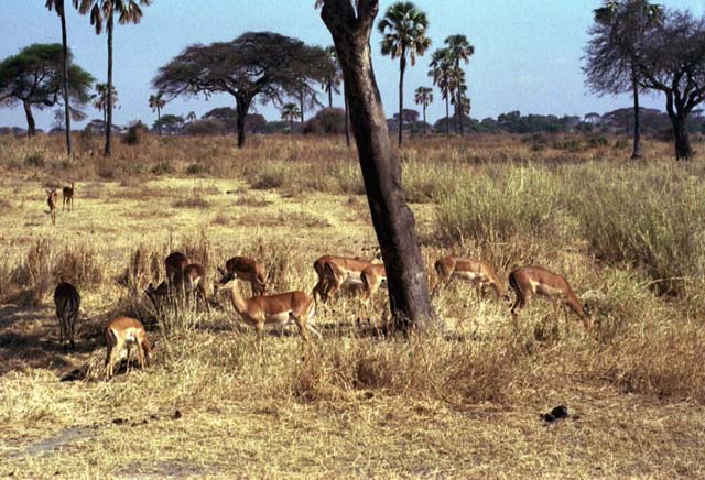 Female Impala