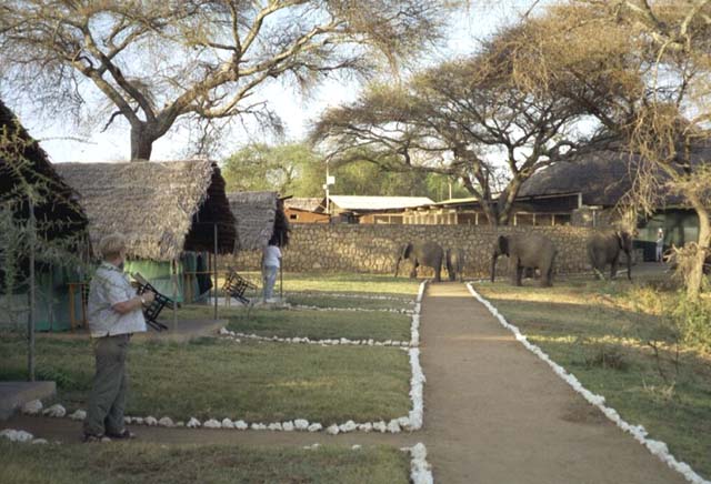 Elephants Grazing Near Our Tents