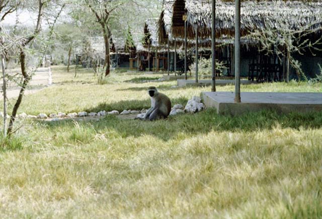 Monkey near one of the tents