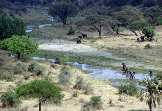 Animals drinking at Tarangire River