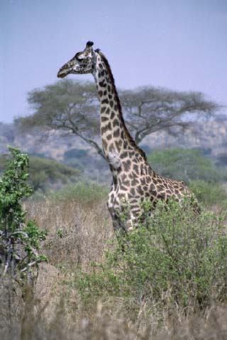 Giraffe