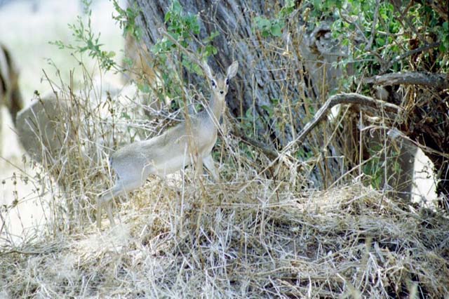 Dik-dik