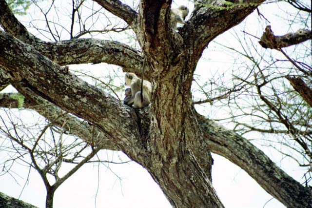 Monkey with baby in tree