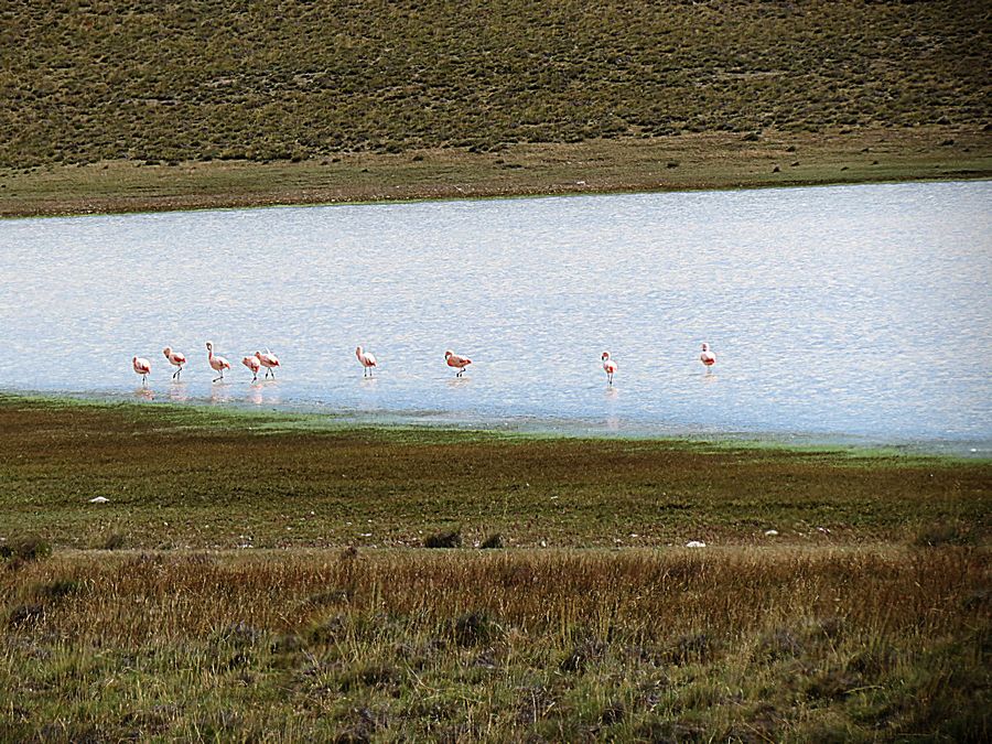 Flamingoes