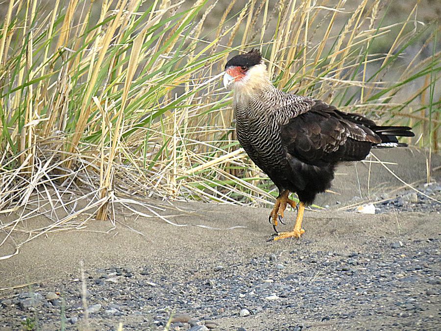 Crested caracara