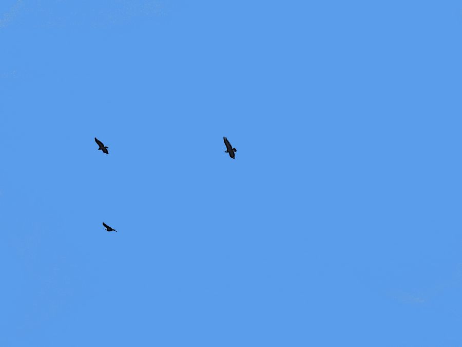 3 condors