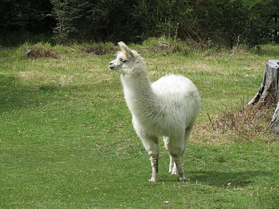 Baby llama