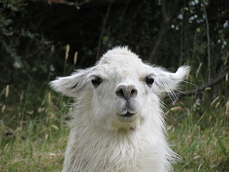 llama closeup