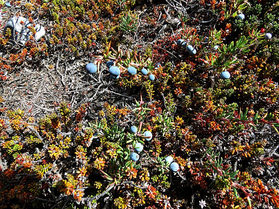 Calafate berry