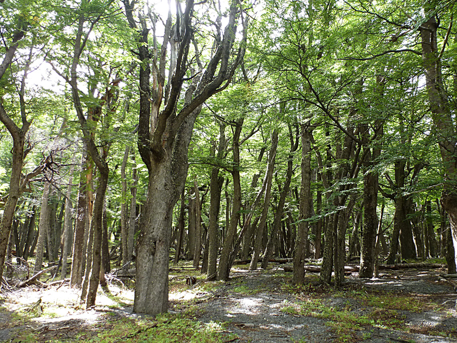 Beech forest