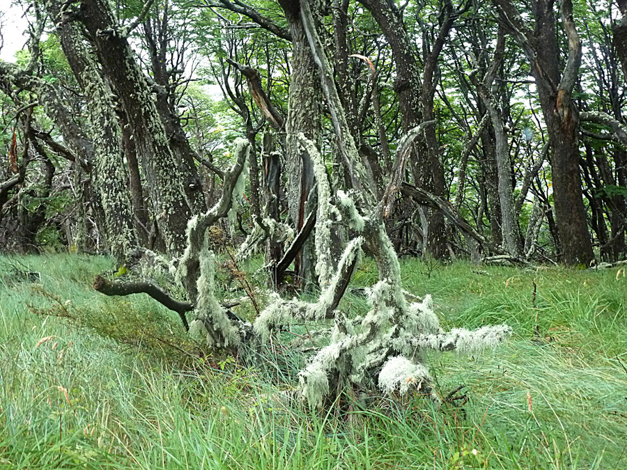 Old man's beard