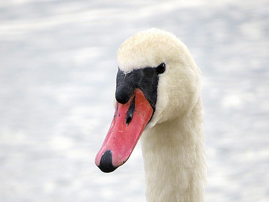 Swan closeup