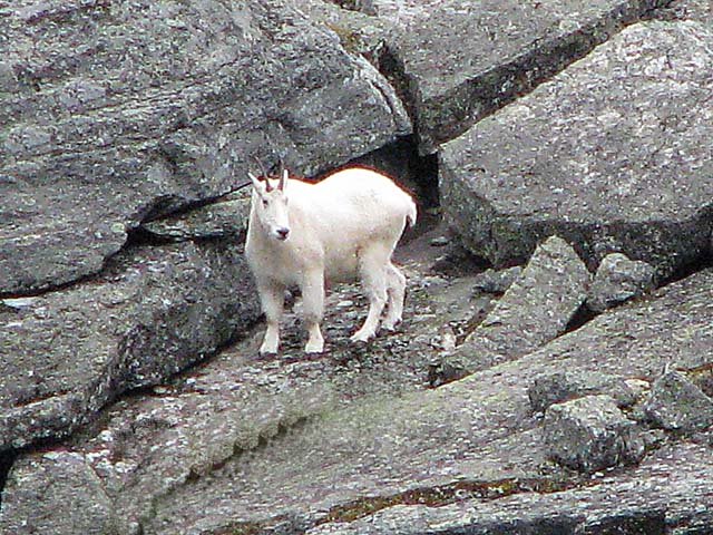 Mountain goat