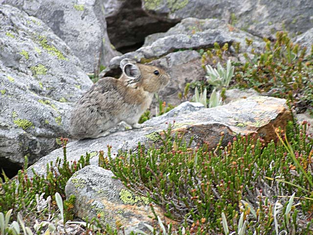 Pika