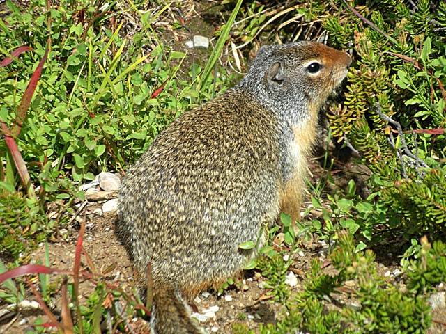 Ground squirrel