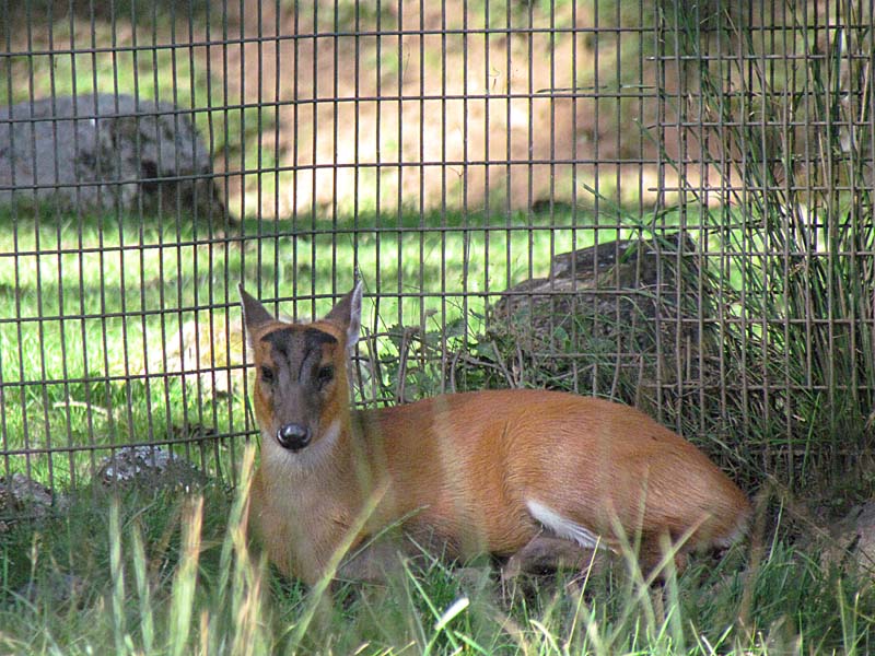 barking deer